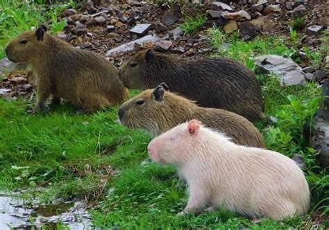 Capybara Man On Twitter Capybara Cute Funny Animals Cute Animals