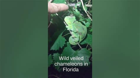 catching wild veiled chameleons in florida youtube