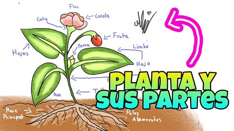 🌿¿como Dibujar Una Planta Y Sus Partes🌿 Paso A Paso Para Niños ︎《facil