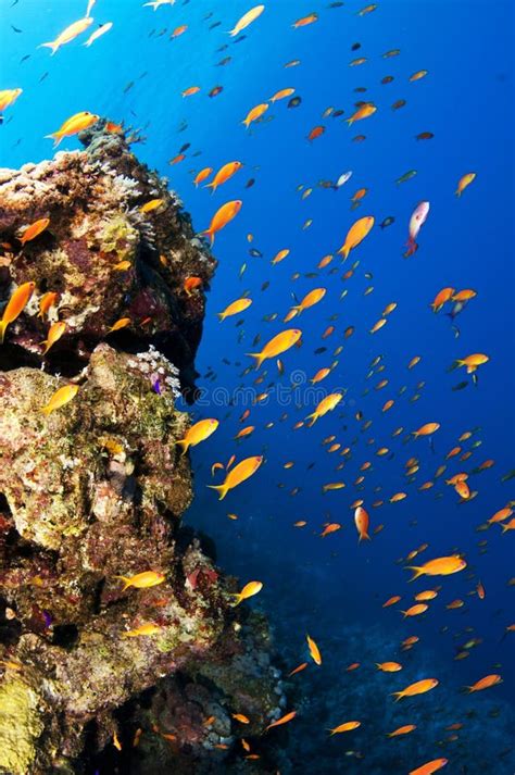 Tropical Fish Swim In Ocean Stock Image Image Of Diver Travel 20375519