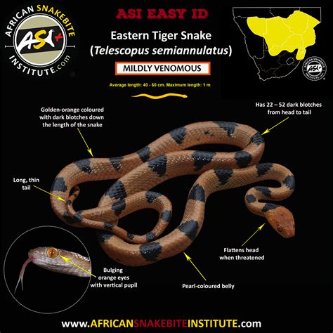Common Tiger Snake Or Tiger Cat Snake Or Eastern Tiger Snake Gewone