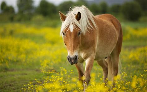 Horse 7 hd desktop background was posted on january 17, 2018. Haflinger Horse HD Wallpaper 19338 - Baltana