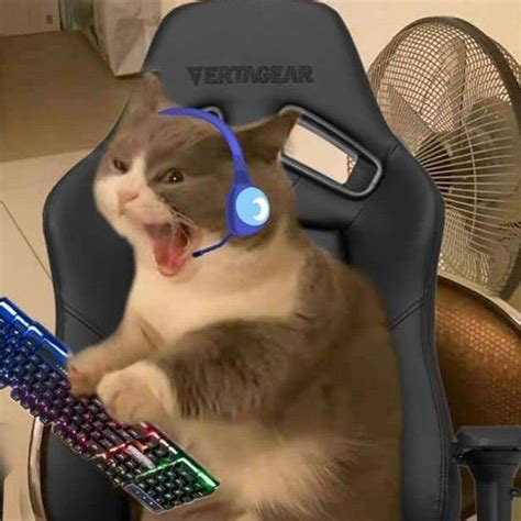 Memeawards On Twitter In 2022 Gamer Cat Funny Cute Cats Cat Profile