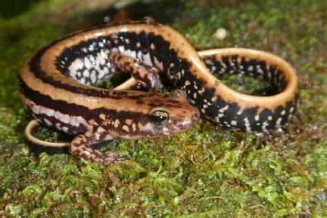 26 Species Of Salamanders In Florida Pictures The Critter Hideout