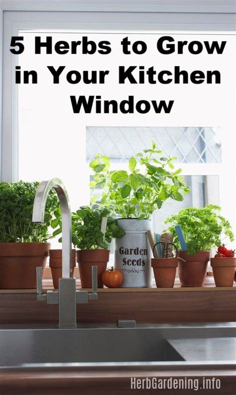5 Herbs To Grow In Your Kitchen Window Growing Herbs Indoors Kitchen