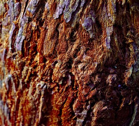 Redwood Tree Bark Closeup Free Stock Photo Public Domain Pictures