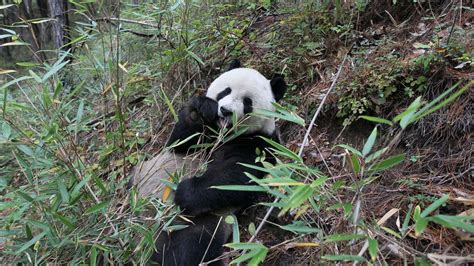 Keeping Pandas From Going Extinct Benefits The Environment — Quartz