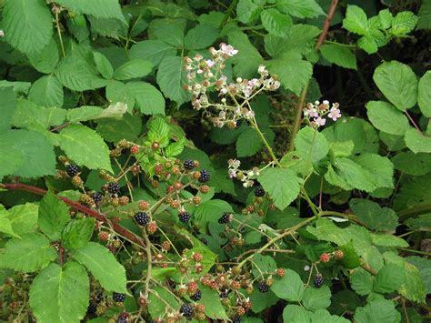 Himalayan Blackberry Identification And Control Rubus Bifrons Or Rubus