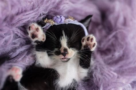 Stray Kittens Get Their Own Newborn Baby Photo Shoots