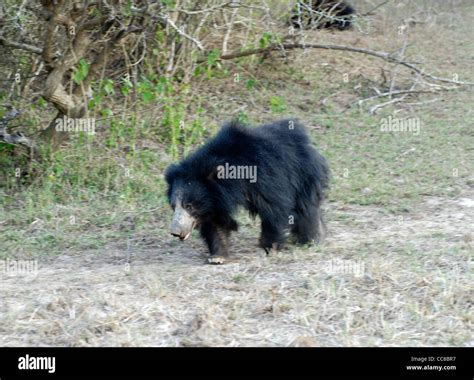 Female Sloth Bear Melursus Ursinus In The Yala National Park Sri