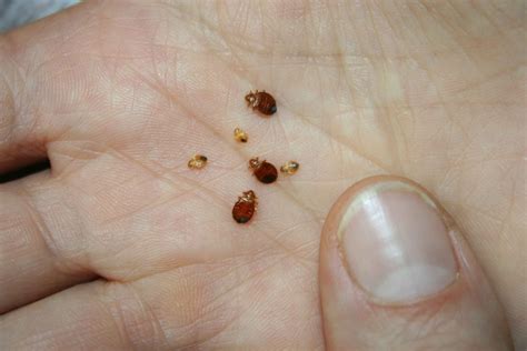 D où proviennent les punaises. Les punaises sont encore là