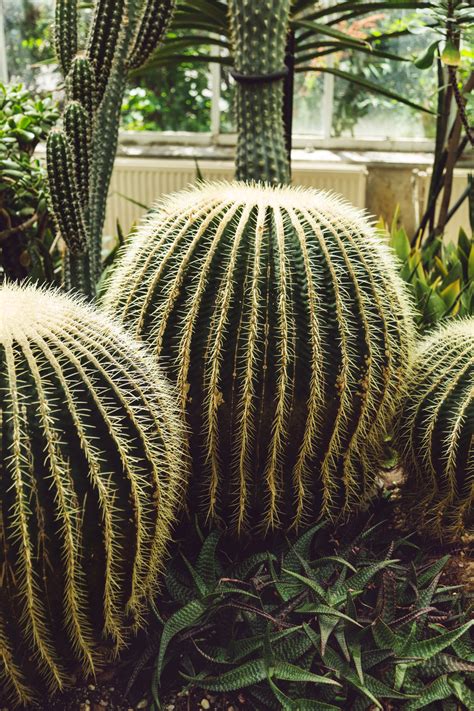 Browse Free Hd Images Of Large Round Cactus Plants In Greenhouse