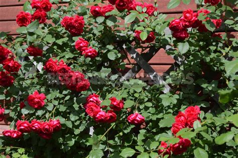 Climbing Roses In The Garden Types Varieties Placement