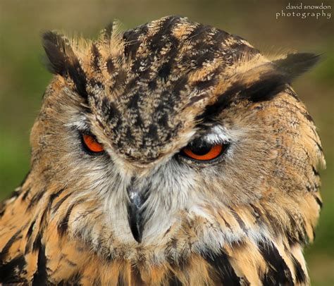 European Eagle Owl European Eagle Owl Belonging To An Owl Flickr