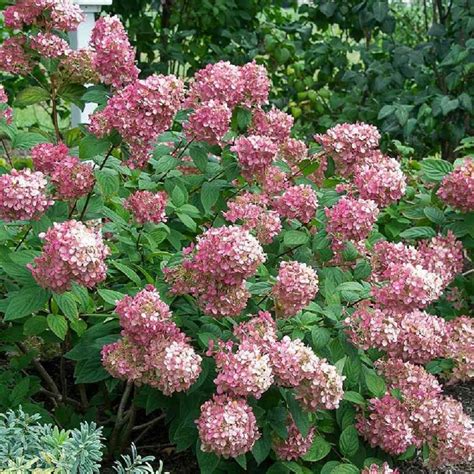 Choose The Best Hydrangeas For Your Garden Better Homes And Gardens