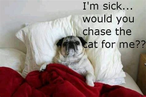 Im Sick Would You Chase The Cat For Me Picture Quotes