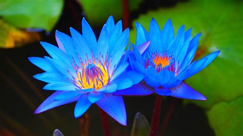 About Blue Lotus