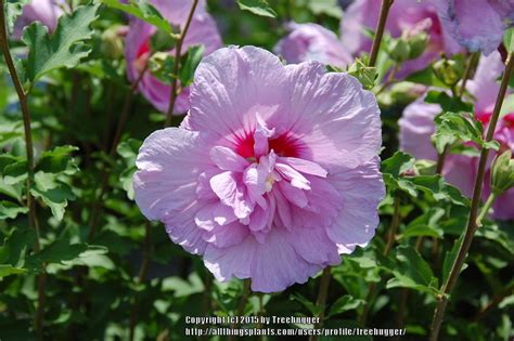 Simply take several cuttings from the new growth about four inches long and remove all but the top two or three leaves. Roses Of Sharon: Plant Care and Collection of Varieties ...