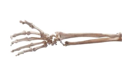 Huesos De La Mano Atlas De Anatomía