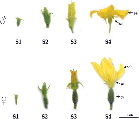 Stages Of Male ♂ And Female ♀ Flower Development In Monoecious Download Scientific Diagram