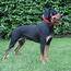 Lithuanian Hound Breed Guide  Learn About The