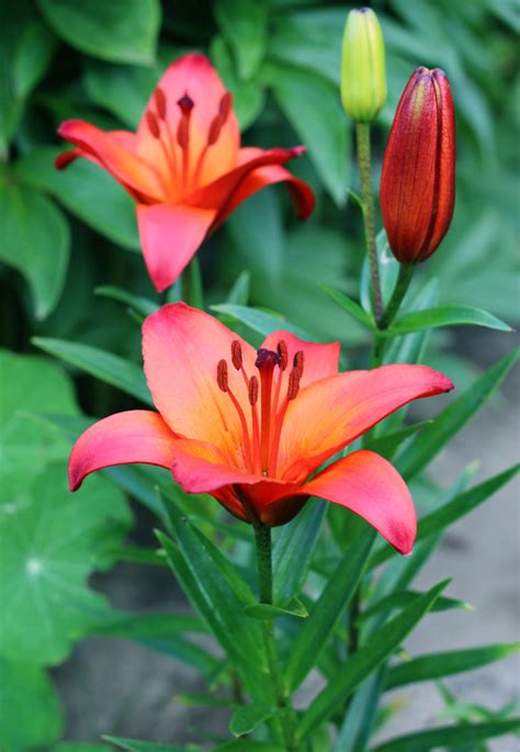 How To Grow Lily Lilium Garden Chronicle