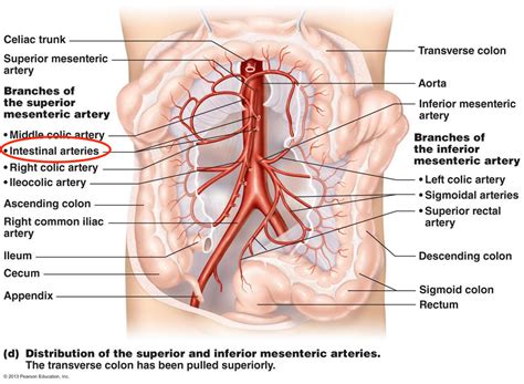 Intestinal Arteries Stepwards