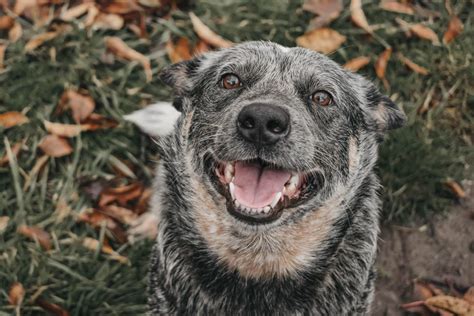 Adopt A Pet Humane Society Of Cowlitz County