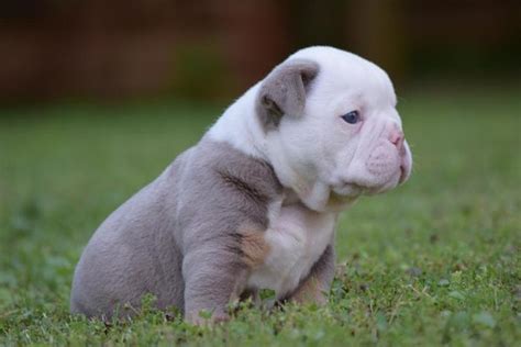 The purple lilac tri akc bulldog color is two copies of the rare blue merle bulldog dna dd along with two. English bulldog puppies for sale in charlotte nc ...