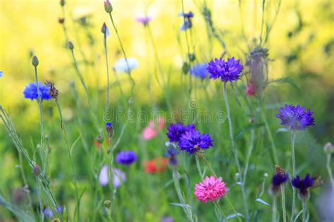 Beautiful Meadow Field With Wild Flowers Spring Wildflowers Closeup