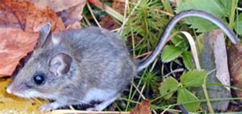Hantaviruses are found in wild rodents, such as mice and rats, in different parts of the world. Hantavirus infects Inyo County resident | The Sheet