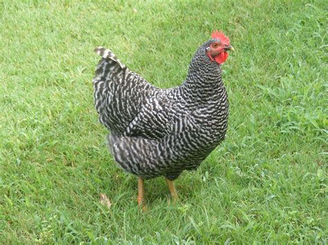 Barred Rock Chickens For Sale Cackle Hatchery