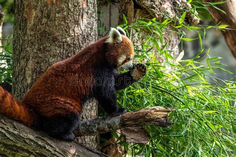 The Red Panda Ailurus Fulgens Also Called The Lesser Panda Stock