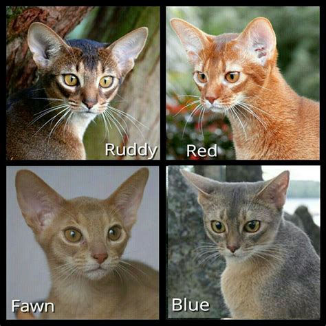 4 Main Recognized Colors Of Abyssinian Cats In America Ruddy Is Called
