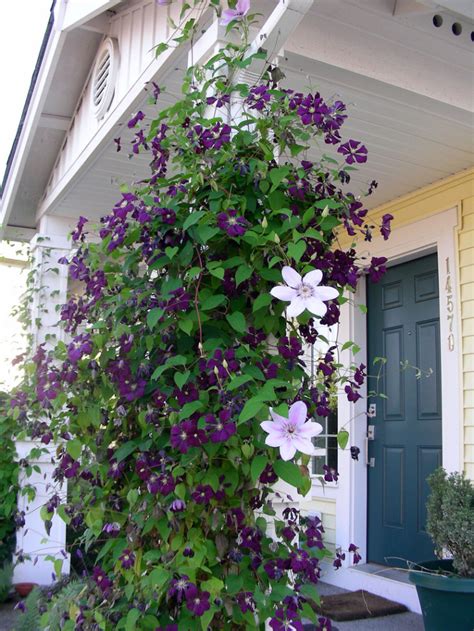 Growing a clematis in a container update. 16 Unique Ideas for How to Grow a beautiful Clematis Vine ...
