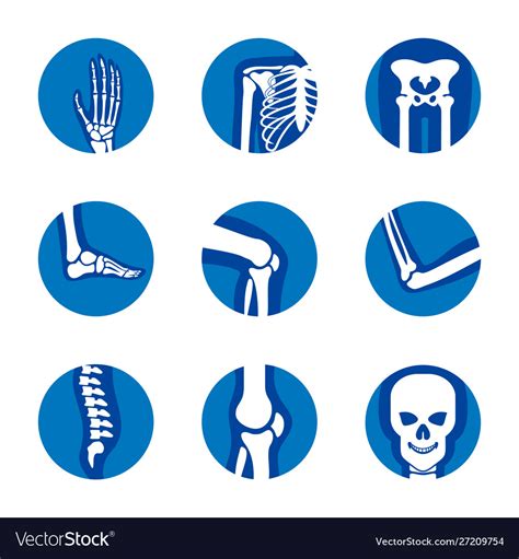 Set Human Bone Orthopedic Logo Concept Bone Vector Image