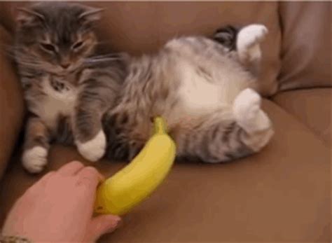 Banana Cat Meme Gif My Xxx Hot Girl