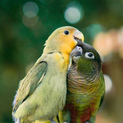 Love Birds Stock Photos Pictures And Royalty Free Images Istock