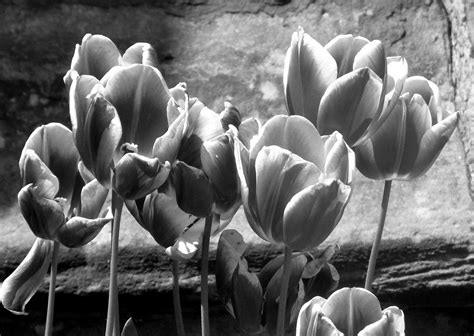 Free Images Black And White Flower Petal Botany Garden Flora