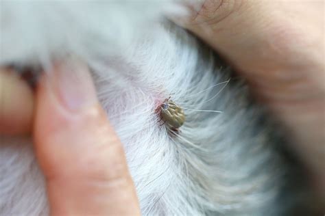 We did not find results for: Tick Paralysis in Dogs - Symptoms, Causes, Diagnosis, Treatment, Recovery, Management, Cost
