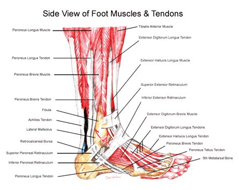 Tendons connect muscle to bone while ligaments connect one bone to another. Foot, Ankle & Lower Leg- Exam 1 at University of Miami ...