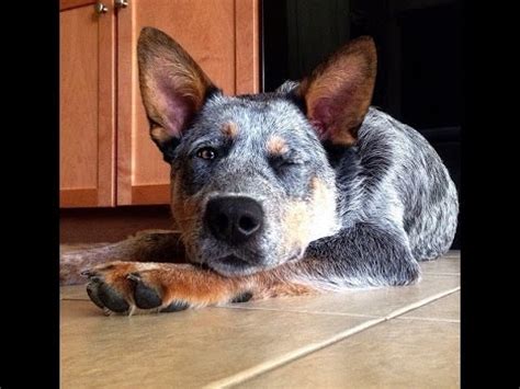 We have blue heeler house training solutions, so housebreaking blue heeler puppies will be fast and easy. How To Potty Train A Blue Heeler Puppy - Housebreaking Australian Cattle Dog Puppies Fast & Easy