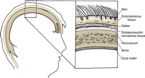 24 Reconstruction Of The Scalp Pocket Dentistry