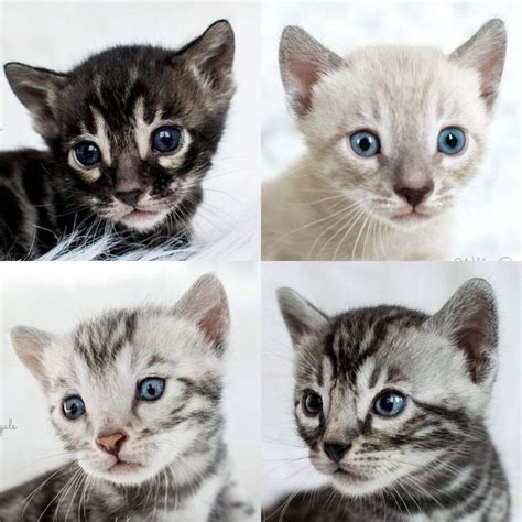 Hand delivered to you at the nearest airport. Bengal Kittens & Cats for Sale Near Me | Wild & Sweet ...