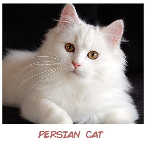 The persian cat breed and pictures of persian kittens. Persian Cat