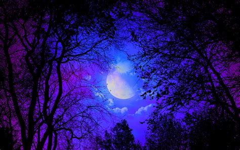 Dark Forest With Moon Wallpapers Wallpaper Cave