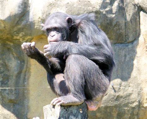 GoneByRV: Lions, Tigers, and Bears (and Oh, Crap) Ants!