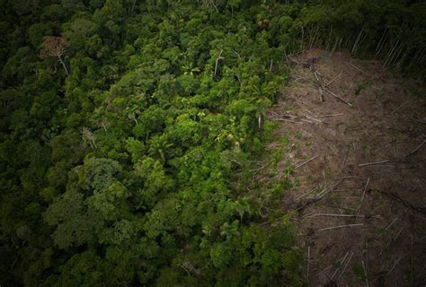 Threats To Rainforests Rainforest Trust