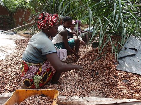 The Top Cocoa Producing Countries Worldatlas