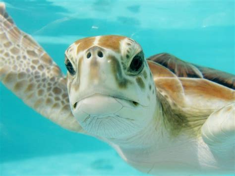 Sea Turtle Conservation And What You Can Do To Help